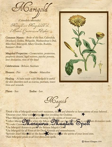 Magic spell for marigold